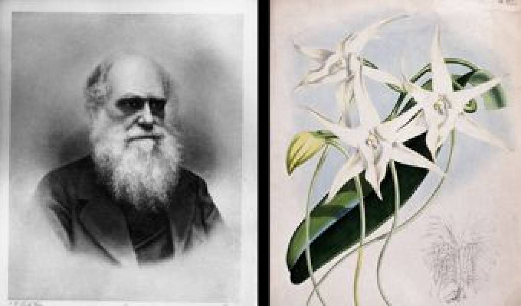 La storia di Charles Darwin e l’orchidea cometa